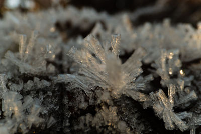 Close-up of snow on plant