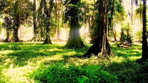 Trees on grassy field