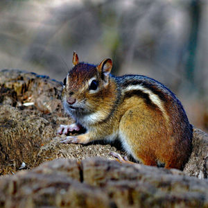 Close-up of squirrel on rock