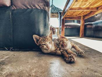 Cats lying on footpath