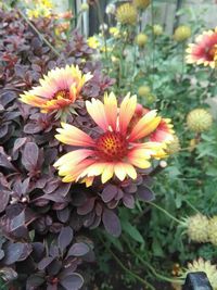 Close-up of flowers blooming outdoors