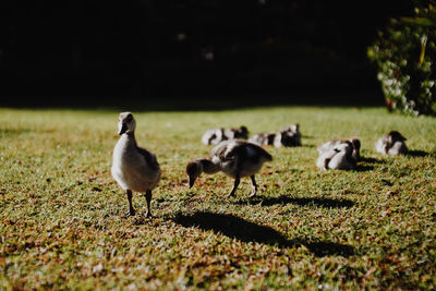 Ducks on a field