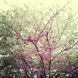 Low angle view of pink flowers