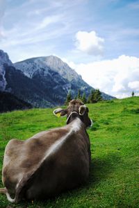 Horse in a field