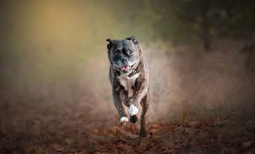 Portrait of dog running on field