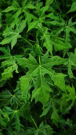 Close-up of green leaves. chaya. cnidoscolus aconitifolius