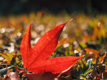 Close-up of red maple leaves on plant