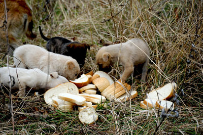 Hungry stray puppies eating bread