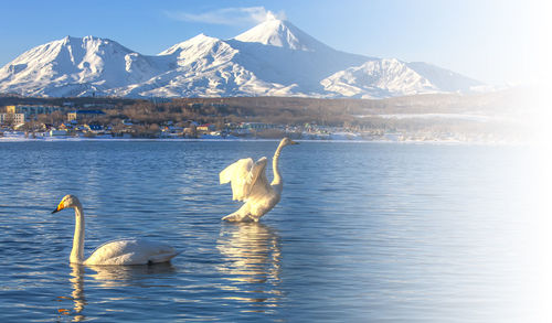Pair of white swans in the lake against volcanoes and blue sky in kamchatka