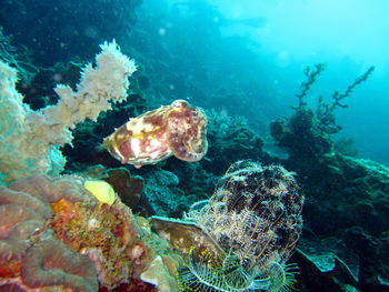 Fish swimming in sea