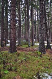 Trees in forest