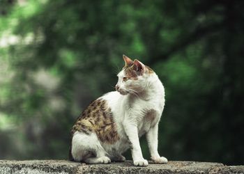 Cat sitting on a wall