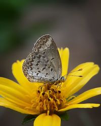 Close-up of butterfly pollinating on yellow flower