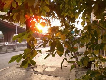 Plant growing on a tree