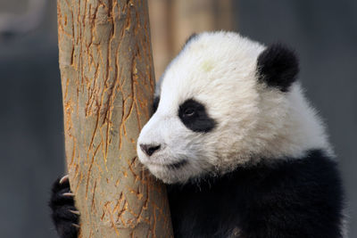 Close-up of giant panda by tree trunk
