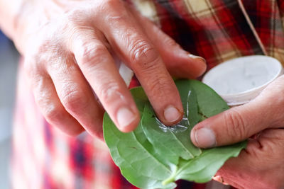 Close-up of hands holding leaves