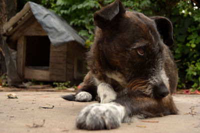 Cat with dog in background