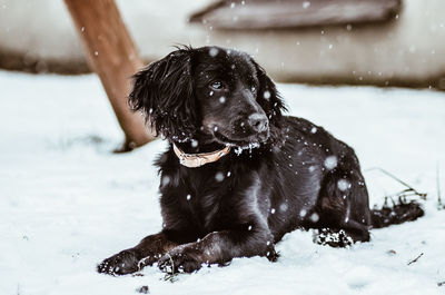 Black dog on snow covered land