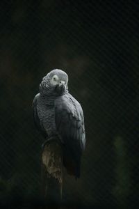 Close-up of bird perching on tree