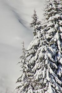 Close-up of tree against sky during winter