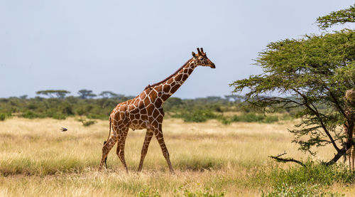 Giraffe standing on field against sky