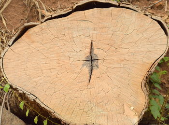 Close-up of tree stump in forest