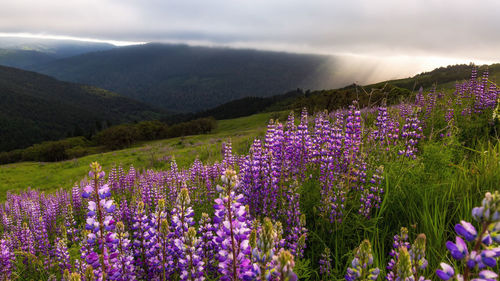 Purple flowering plants by mountains against sky