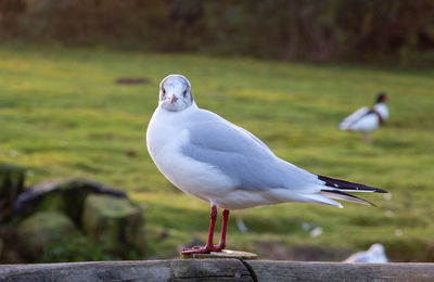 Close-up of seagull perching on wooden post