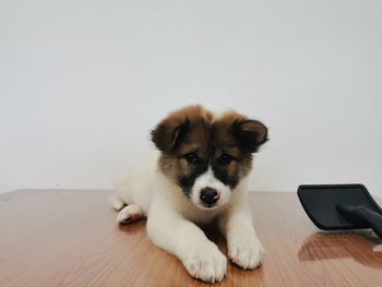 Portrait of dog sitting on hardwood floor