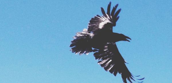 Low angle view of eagle flying against clear blue sky