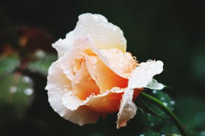 Macro shot of water drops on rose