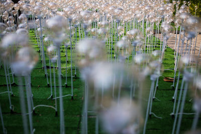 Close-up of flowering plants on field