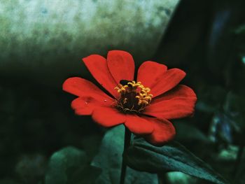 Close-up of orange flower blooming outdoors