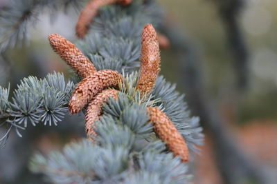 Close-up of pine cones on branch