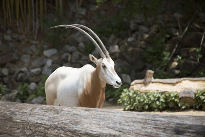 View of a lizard on wood
