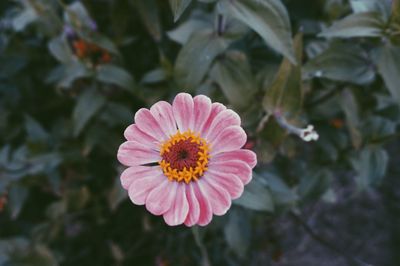Close-up of flower blooming outdoors