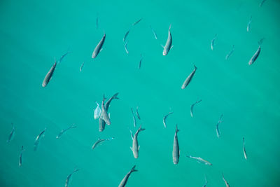 Flock of fish swimming in sea