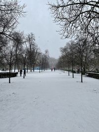 Bare trees on snow covered land