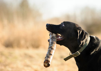 Close-up of black labrador carrying stick in mouth