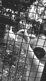 Close-up of bird in cage