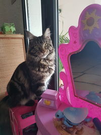 Cat sitting on chair