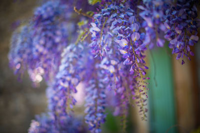 Close-up of purple flowering plant