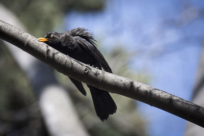 Close-up of bird perching outdoors