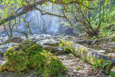 Scenic view of forest