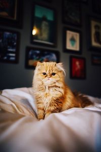 Portrait of persian cat on bed
