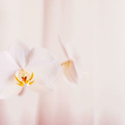 Close-up of white flower