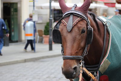 Brown horse standing on street