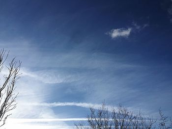 Low angle view of bare tree against blue sky