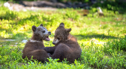 Young bears sitting by plants on land