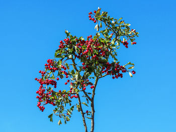 Low angle view of flowering plant against blue sky